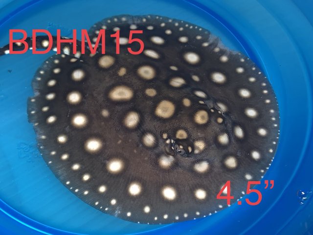 3C80047A-374E-4255-90BC-41EEEA1DFF26.jpeg