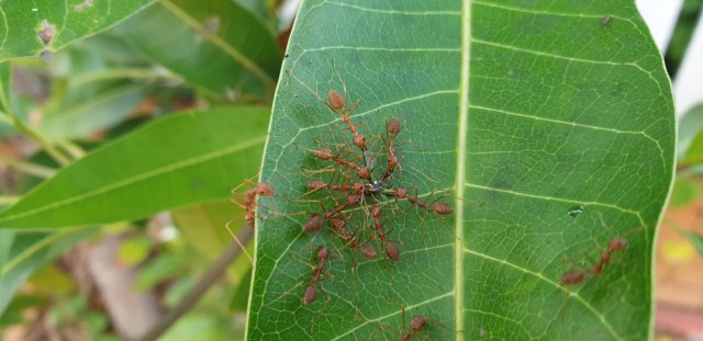 Red Ant Tug o War n.jpg