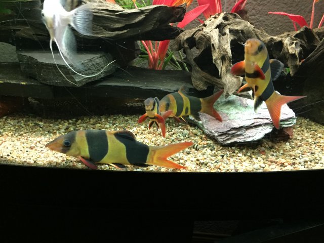 1A4C9A2F-7E7B-4571-A616-2B8EF7EDEA08.jpeg 1A4C9A2F-7E7B-4571-A616-2B8EF7EDEA08.jpeg