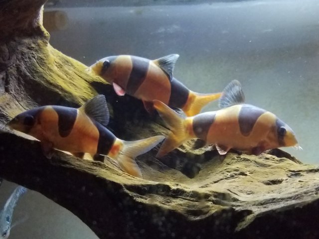 20190826_202607.jpg 20190826_202607.jpg