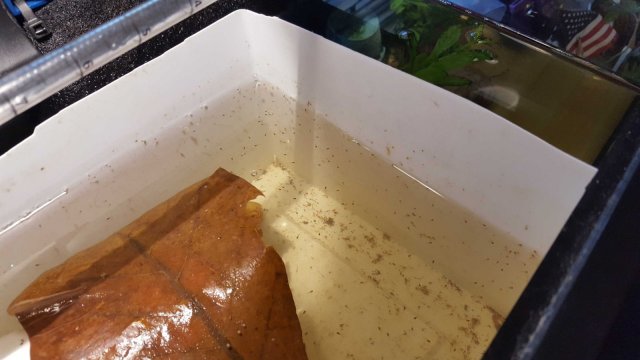 bettafry1.jpg bettafry1.jpg