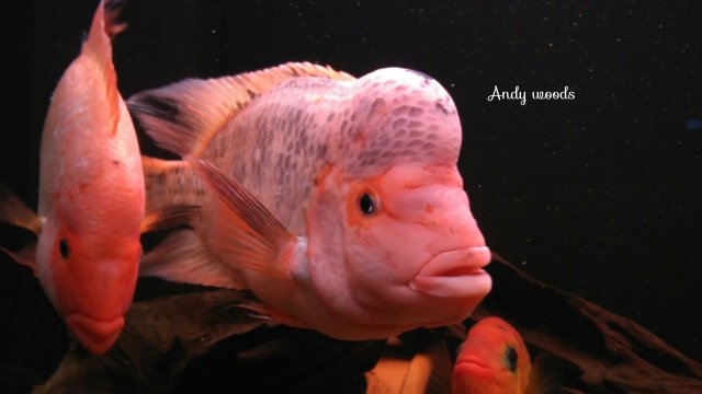 Fotor_146279268123187.jpg Fotor_146279268123187.jpg