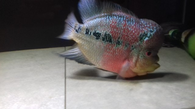 20190829_204305.jpg