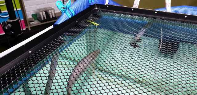 Grasshopper taunting Arowana m.jpg