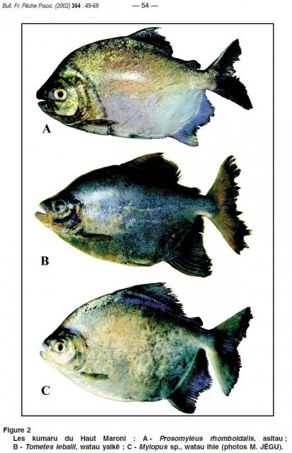 Serrasalminae French Guyana_Fish (1).jpg
