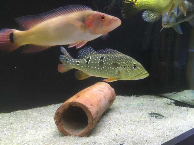 CC063185-0278-48A0-9619-DF535D66D2DB.jpeg