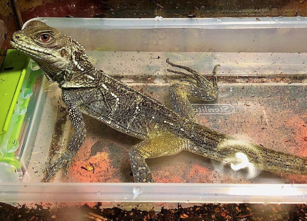 sailfin 4.png sailfin 4.png