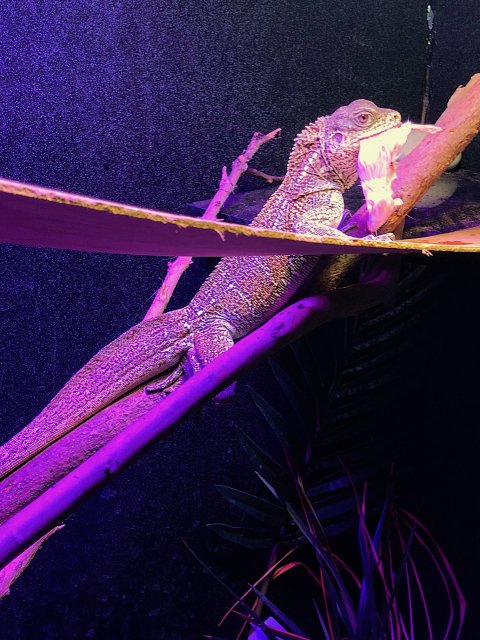 sailfin 2.jpg sailfin 2.jpg