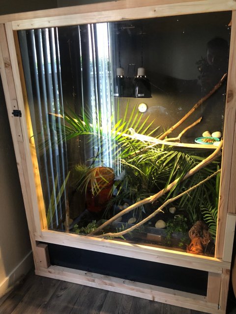 Sailfin 5.jpg Sailfin 5.jpg