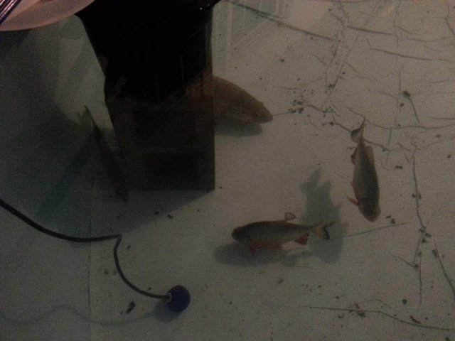 Bass (1).jpeg