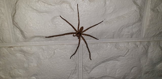 7 Legged Spider m.jpg