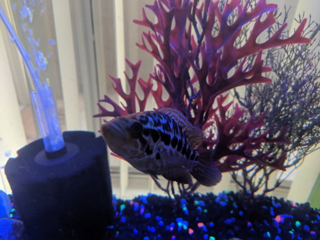 IMG_20190903_081943.jpg IMG_20190903_081943.jpg