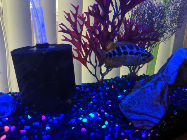 IMG_20190902_075719.jpg IMG_20190902_075719.jpg