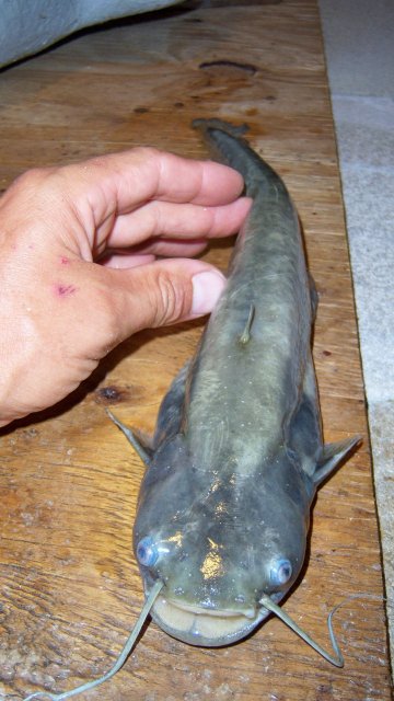 100_8501.JPG 100_8501.JPG