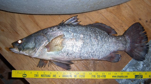 Nile Perch 6