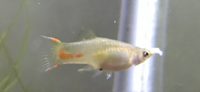 Screen Shot 2019-09-03 at 9.17.41 PM.png