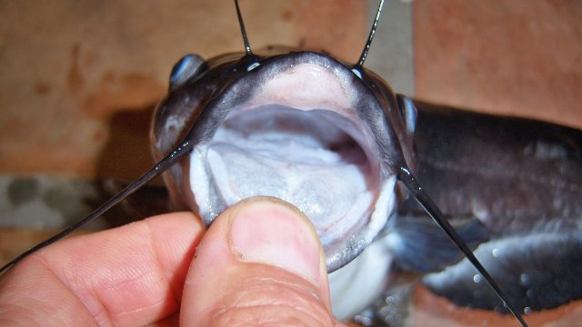 100_8594.JPG