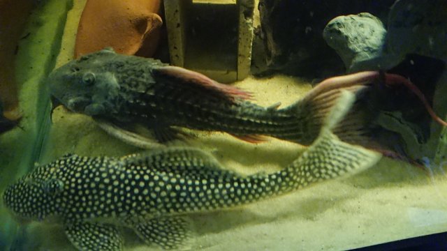 DSC_0363.JPG DSC_0363.JPG