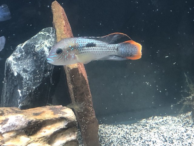 E818869C-8F6C-48FD-A1C6-BE5253B30E83.jpeg E818869C-8F6C-48FD-A1C6-BE5253B30E83.jpeg