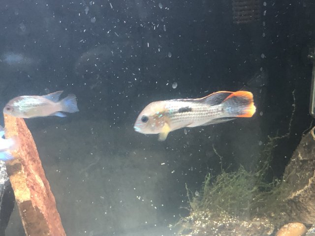 3095B884-253C-4461-A76C-C23A513C9A76.jpeg 3095B884-253C-4461-A76C-C23A513C9A76.jpeg