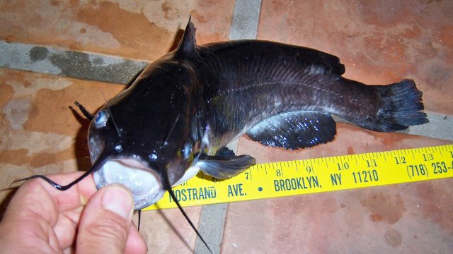 Bullhead south brown 2.JPG