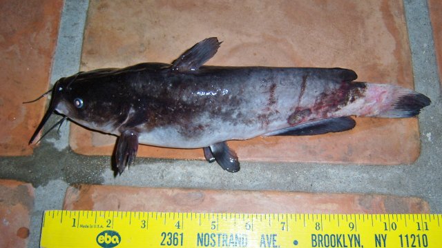 Bullhead south brown the other.JPG