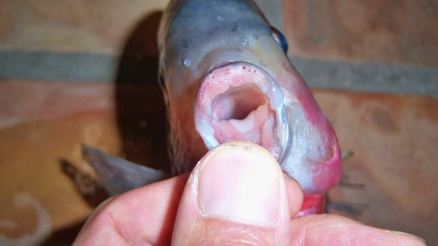 Cichlid, vieja 2nd 2.JPG