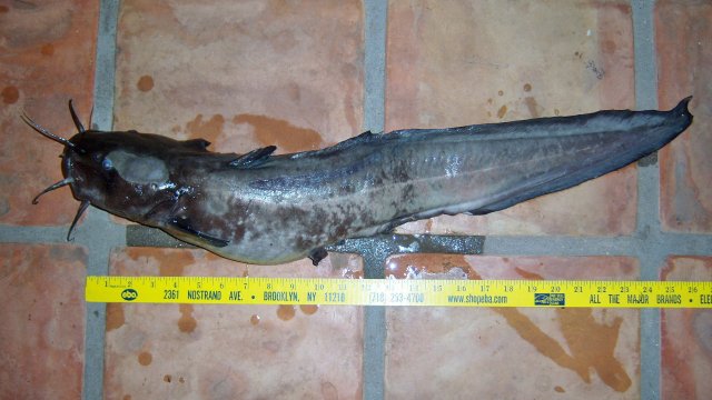 Eel tail 2nd 1.JPG