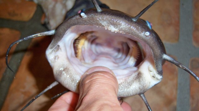 Eel tail 2nd 3.JPG