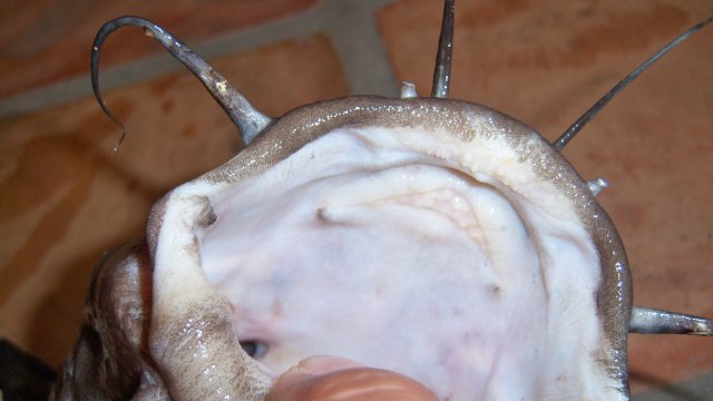Eel tail 2nd 4.JPG