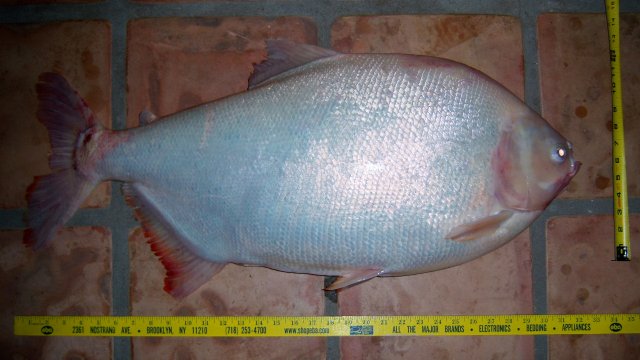 Pacu, karamelka 1.JPG