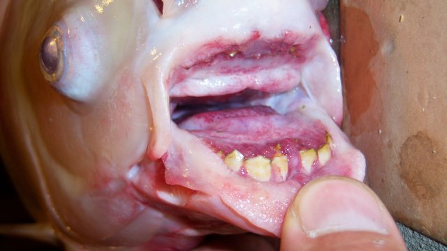 Pacu, karamelka 2.JPG