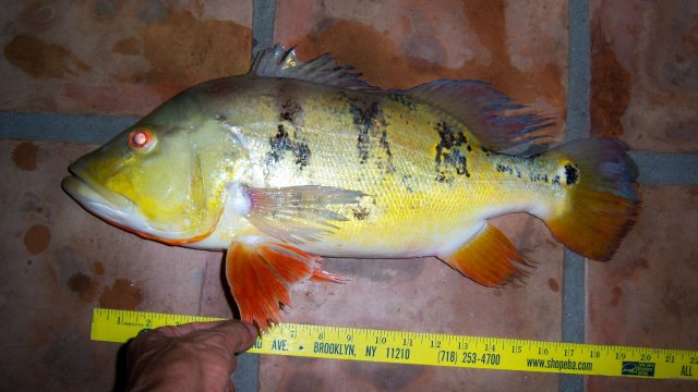 Pbass from Wes 1.JPG