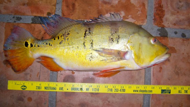 Pbass from Wes 2.JPG
