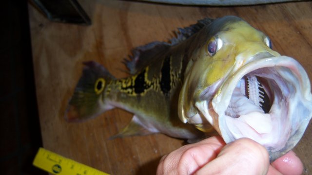Pbass, orino 1 of 4, 2.JPG
