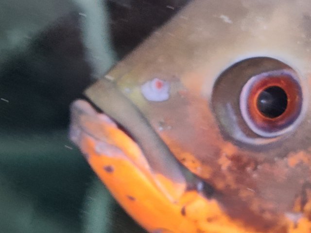IMG_20190907_100158.jpg