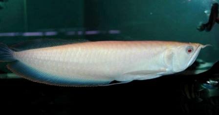 Albino Black Arowana 1.jpg