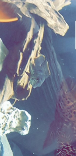 Screenshot_20190909-211241_Gallery.jpg