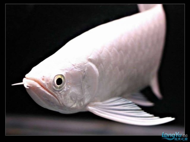 Snow Asian Arowana 8.jpg