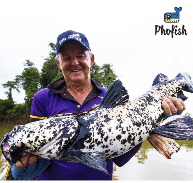 Piebald Flathead Catfish.jpg