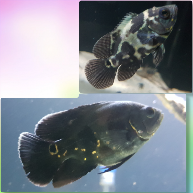 MyCollage_2019915215830900.png