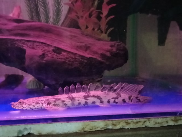 IMG20190915215245.jpg IMG20190915215245.jpg