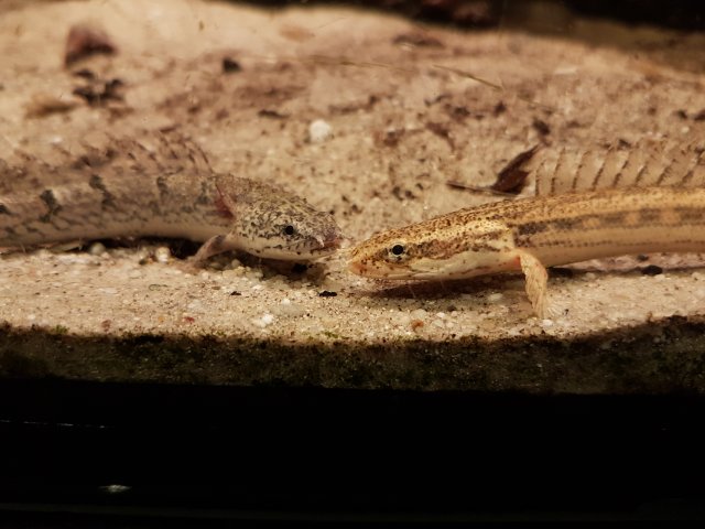 IMG_20190913_172706.jpg IMG_20190913_172706.jpg