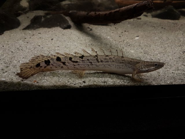 IMG_20190911_024114.jpg IMG_20190911_024114.jpg