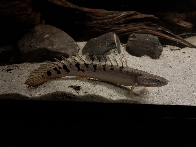 IMG_20190911_025316.jpg IMG_20190911_025316.jpg