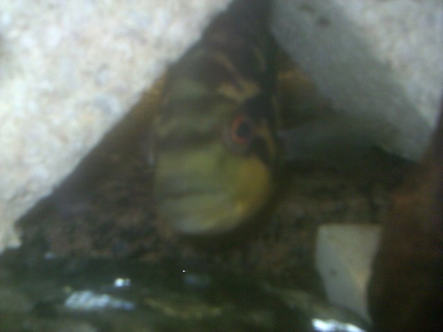 dovii pair misc equipment 034.JPG