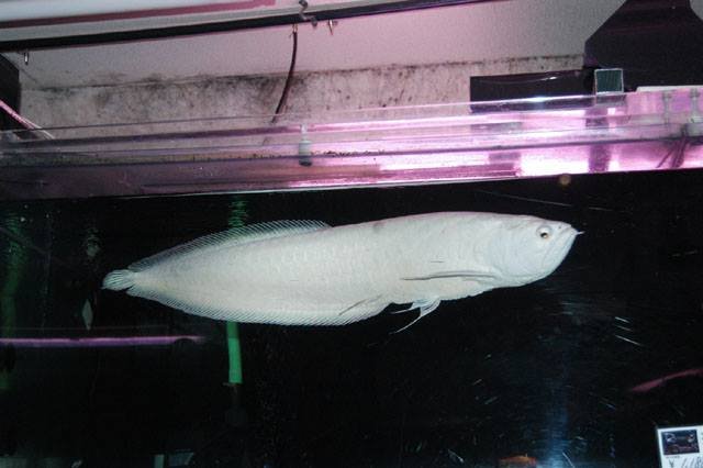 Snow Black Arowana 6.jpg