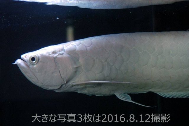 Snow Black Arowana 7.jpg