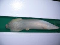 Platinum Arapaima 5.jpg