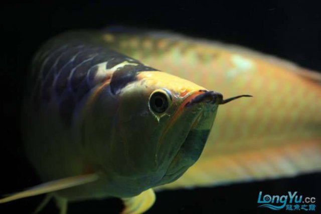 Piebald Silver Arowana 1.jpg